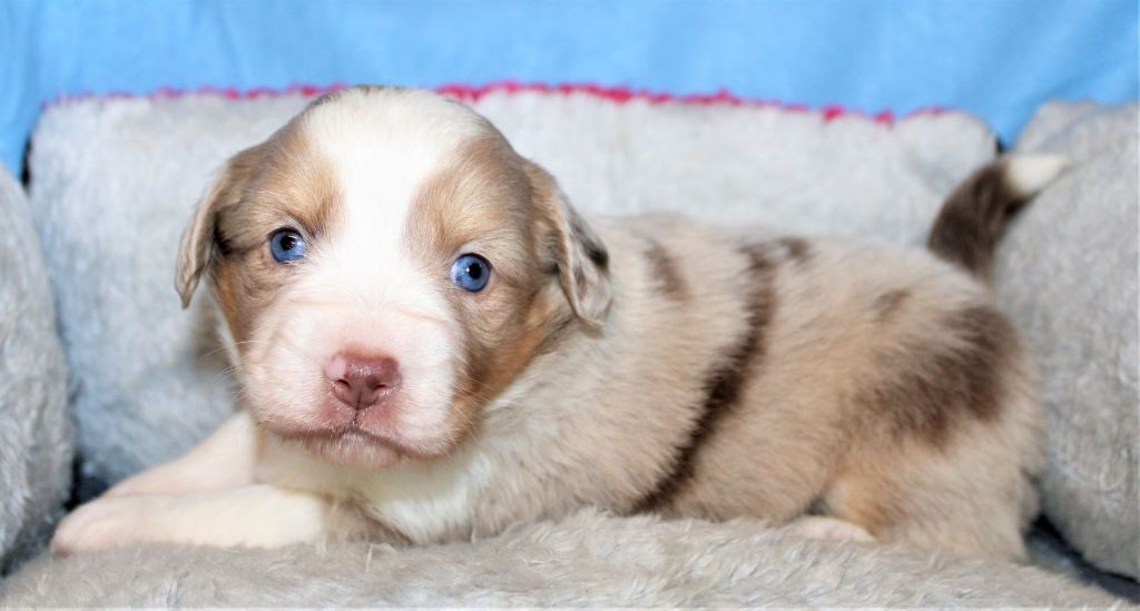 Du normont - Chiots disponibles - Berger Américain Miniature 
