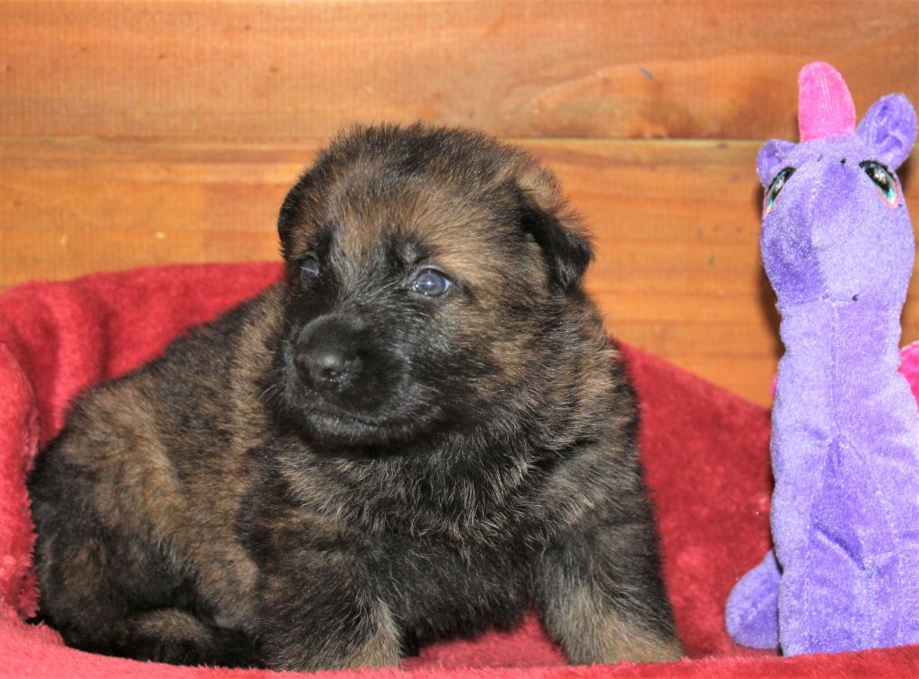 Du normont - Chiots disponibles - Berger Allemand