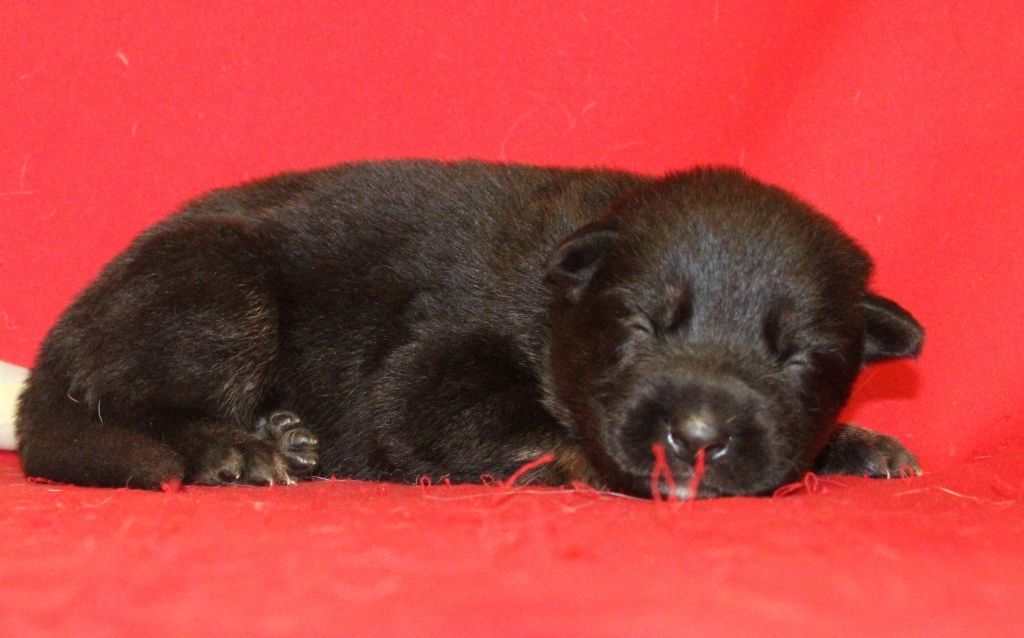 Du normont - Chiots disponibles - Berger Allemand