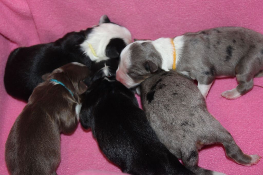 Chiot Berger Américain Miniature  Du normont