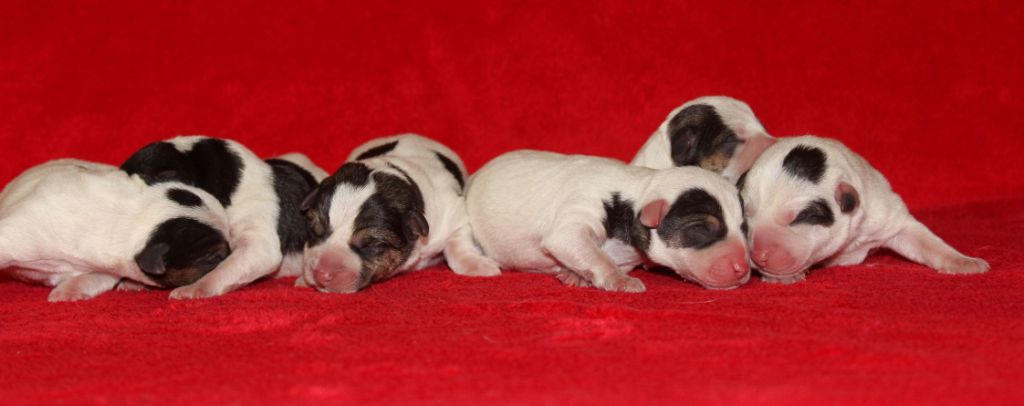 Chiot Jack Russell Terrier Du normont