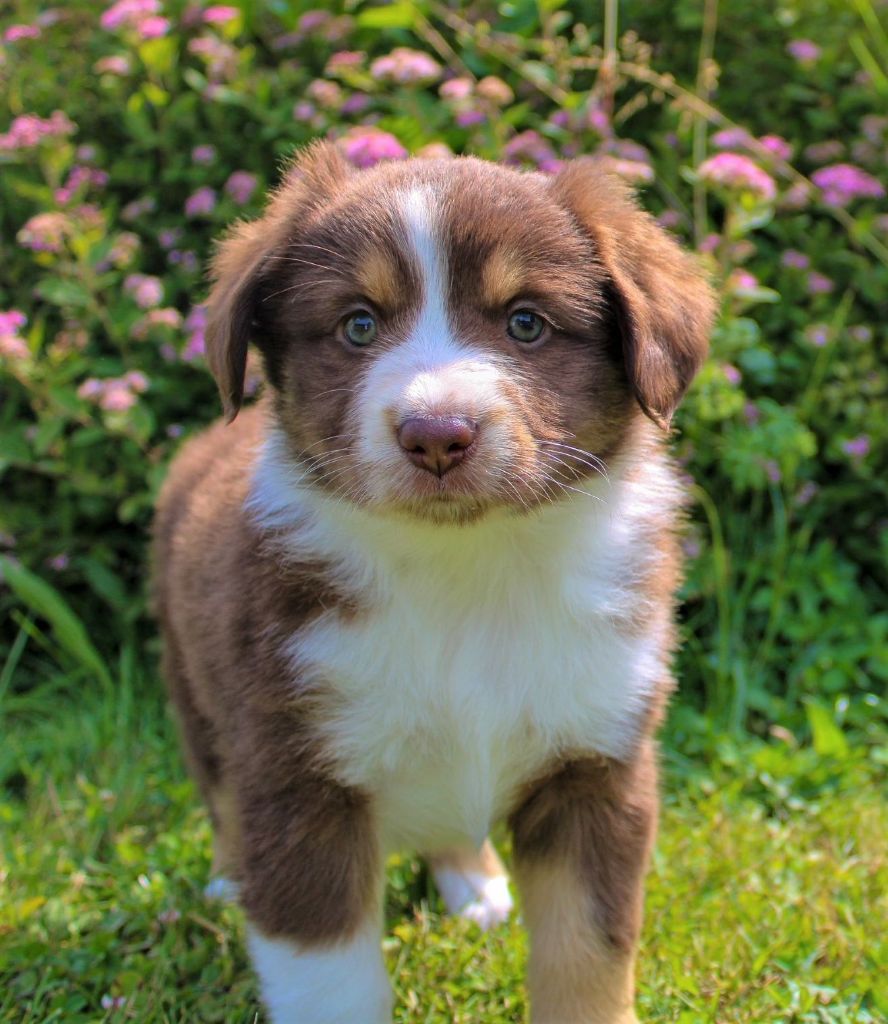 Du normont - Chiots disponibles - Berger Américain Miniature 