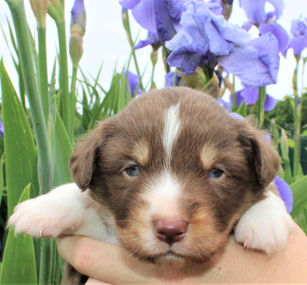 Du normont - Chiots disponibles - Berger Américain Miniature 