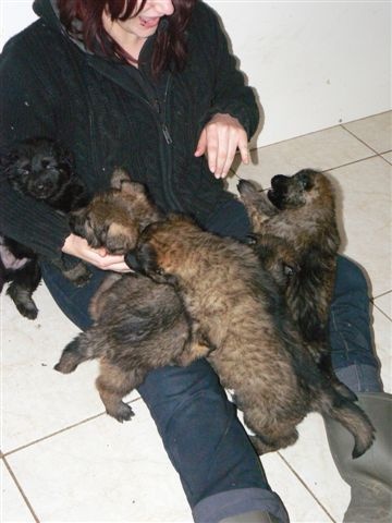 Chiot Berger Allemand Du normont