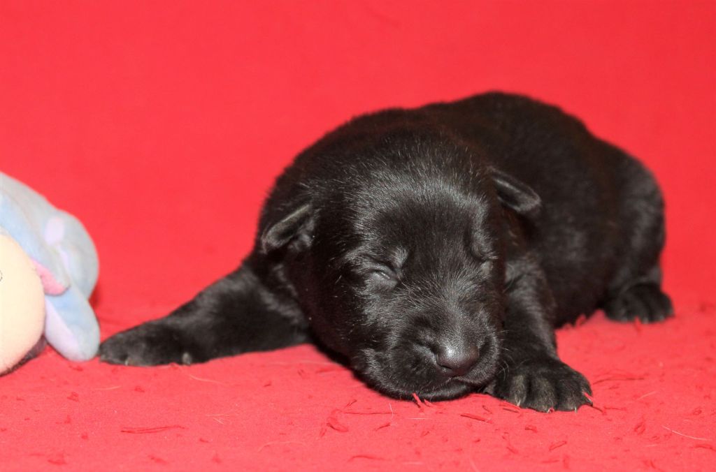 Du normont - Chiots disponibles - Berger Allemand