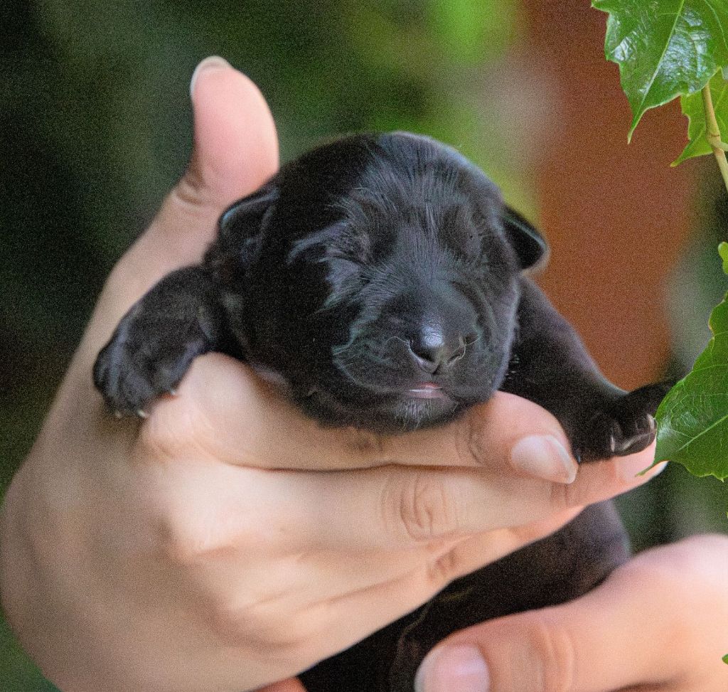 Du normont - Chiots disponibles - Berger Allemand