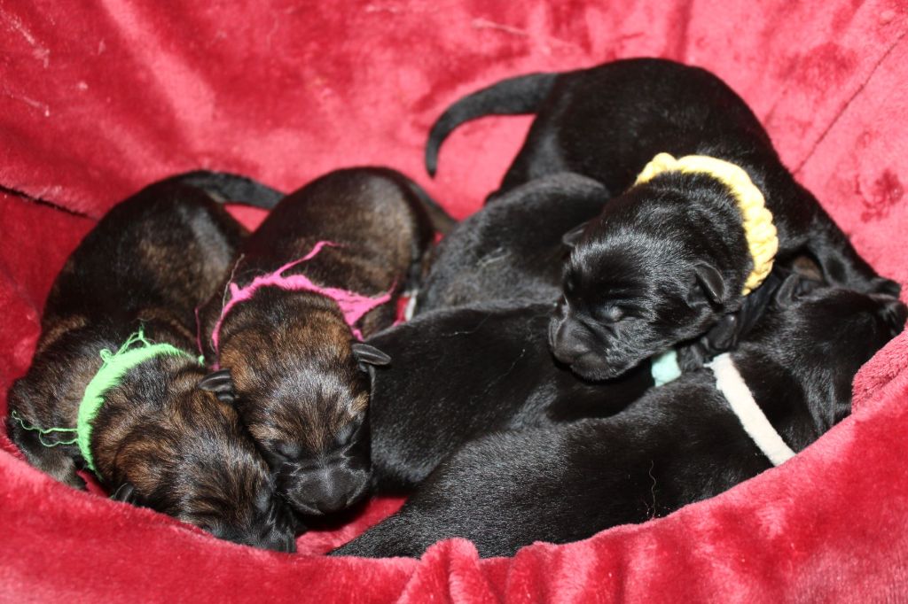 Chiot Berger Allemand Du normont