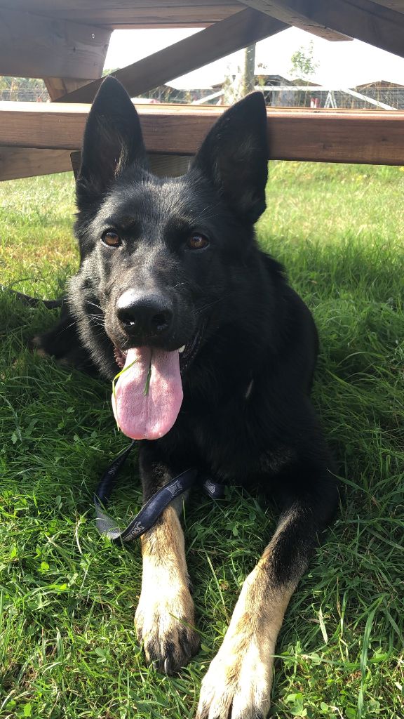 Chiot Berger Allemand Du normont