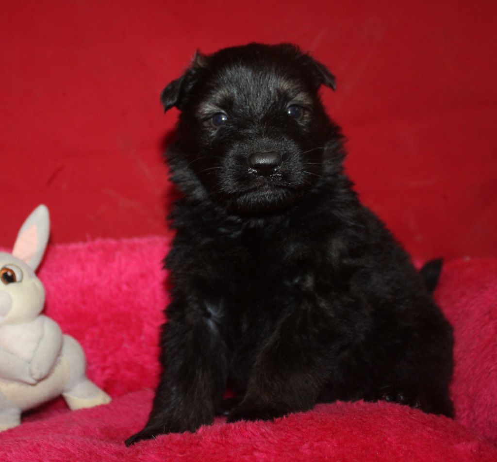 Du normont - Chiots disponibles - Berger Allemand Poil Long