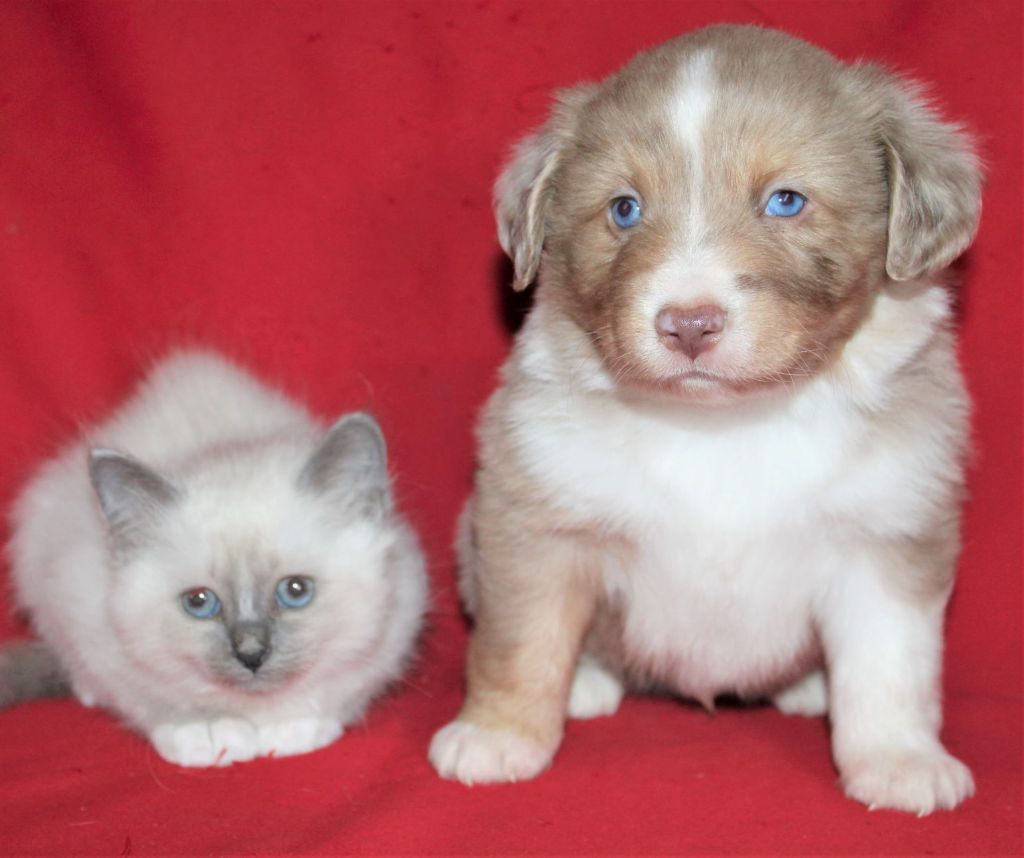 Du normont - Chiots disponibles - Berger Américain Miniature 