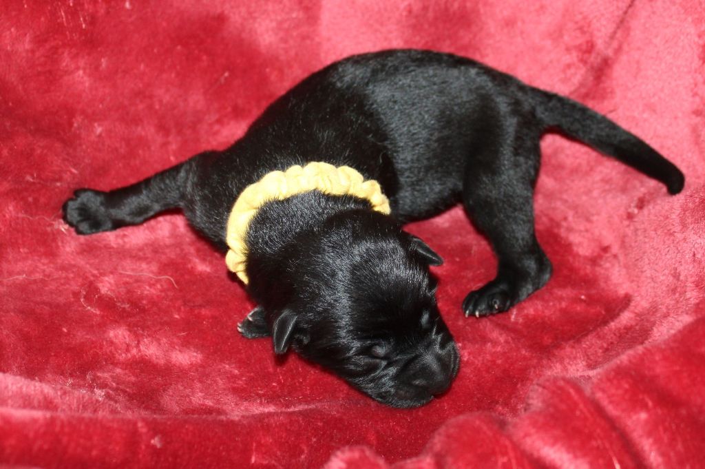 Du normont - Chiots disponibles - Berger Allemand