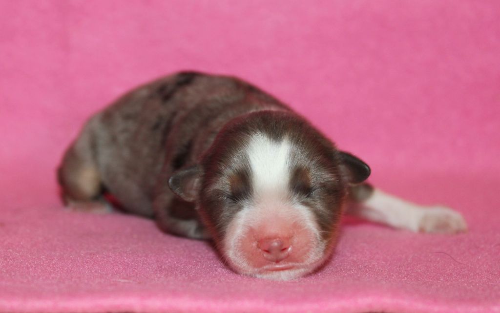 Du normont - Chiots disponibles - Berger Américain Miniature 