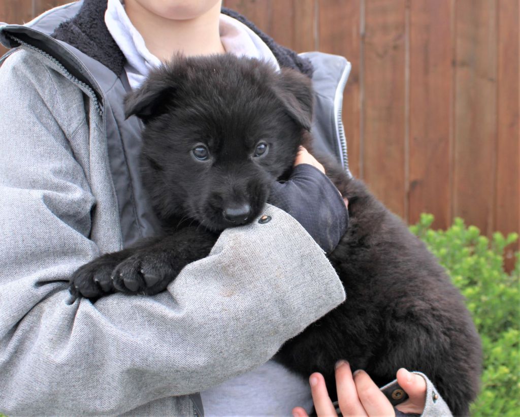 Du normont - Chiots disponibles - Berger Allemand