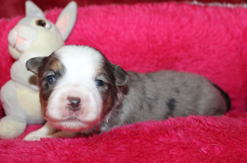 Du normont - Chiots disponibles - Berger Américain Miniature 