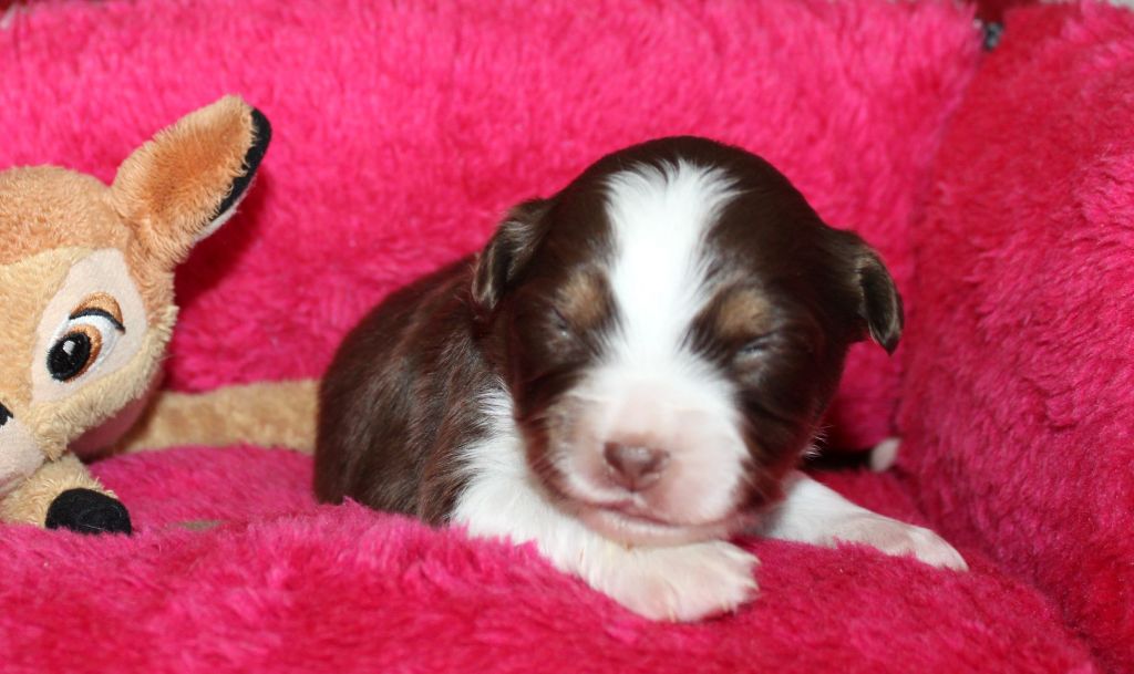 Du normont - Chiots disponibles - Berger Américain Miniature 