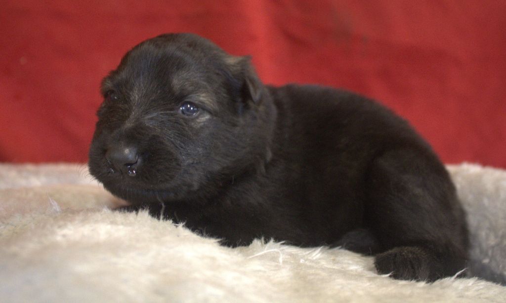Du normont - Chiots disponibles - Berger Allemand Poil Long