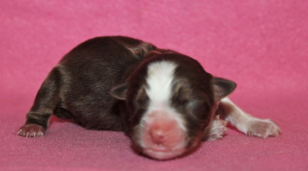 Du normont - Chiots disponibles - Berger Américain Miniature 