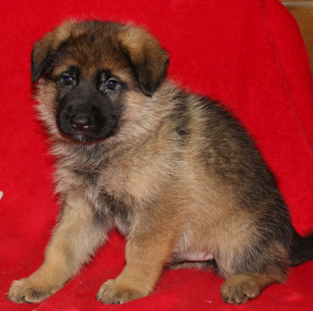 Du normont - Berger Allemand - Portée née le 25/12/2019