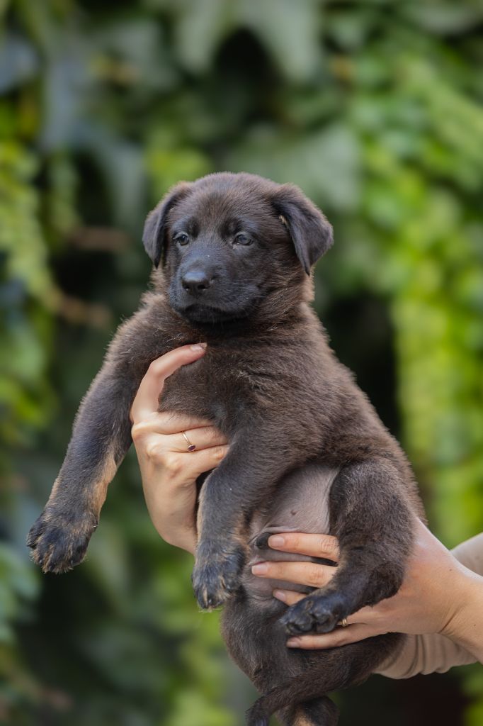 Du normont - Chiots disponibles - Berger Allemand