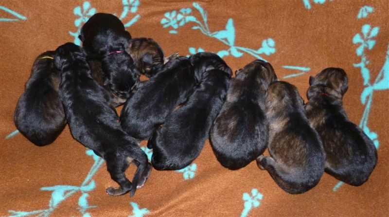 Chiot Berger Allemand Du normont