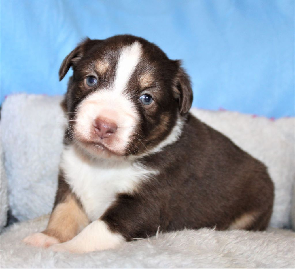 Du normont - Chiots disponibles - Berger Américain Miniature 