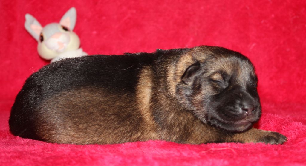 Du normont - Chiots disponibles - Berger Allemand