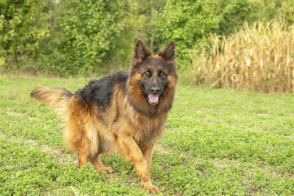 élevage Berger Allemand Poil Long Gros Gabarit Accueil - Elevage Du normont - eleveur de chiens Berger allemand Poil Long
